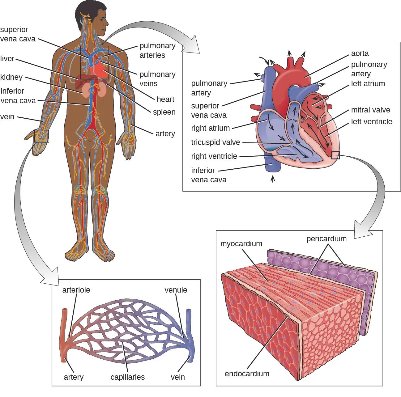 Coronary Artery Disease 